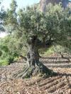 500 let starý olivovník pod Mallo Fir